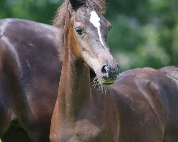 Pferd Hengst von Black Diamond Ida (Vollblutaraber, 2014, von Black Diamond ox)