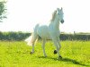 dressage horse Husero (unknown,  )