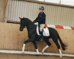 dressage horse Wallach von San Amour (Hanoverian, 2010, from San Amour I)