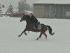 dressage horse Ari, Bert Brauni (German Warmblood, 1998)