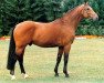 stallion Frisbee (Hanoverian, 1982, from Freiherr)