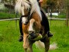 dressage horse Albert Wuschel (Haflinger, 2003, from Albertus 112)