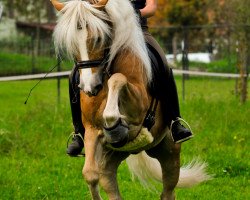 dressage horse Albert Wuschel (Haflinger, 2003, from Albertus 112)