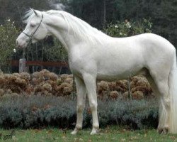 stallion Klepholms Ikarios (Arab half breed / Partbred, 2004, from Kingsettle Solidus)