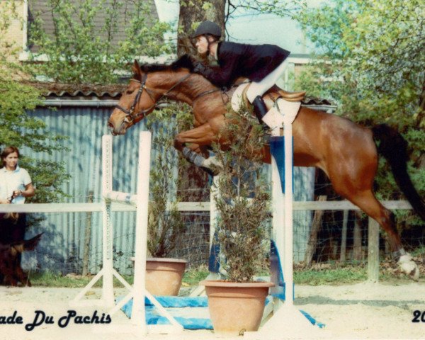 jumper Naïade du Pachis (Belgium Sporthorse, 1997, from Nabab de Rêve)