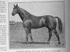 stallion Faucheur xx (Thoroughbred, 1908, from Perth xx)
