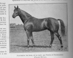 stallion Faucheur xx (Thoroughbred, 1908, from Perth xx)