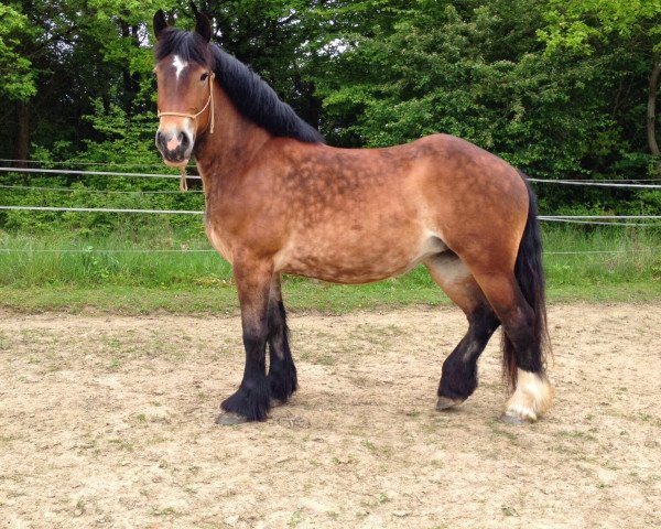 horse Miss Abigail Sciuto (Rhenish-German Cold-Blood, 2011, from Ideal des Grandes Forets)