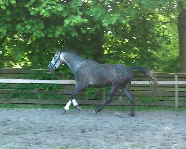 horse Ciacomo Ibn Gamil ( Chucky) (Arab half breed / Partbred, 2009, from Gamil Salaam ox)