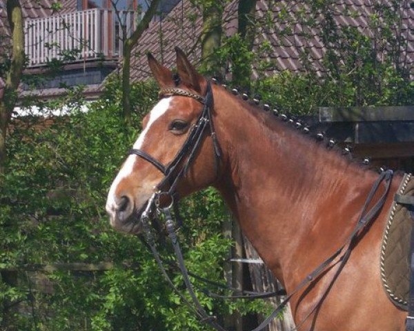 horse Vera (Hanoverian, 1988, from Velten-Sohn)