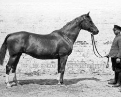 Zuchtstute Tropensonne (Trakehner, 1919, von Master Magpie xx)