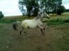 dressage horse Pan tau von Rotberg (Knabstrupper, 2006, from Bordon)