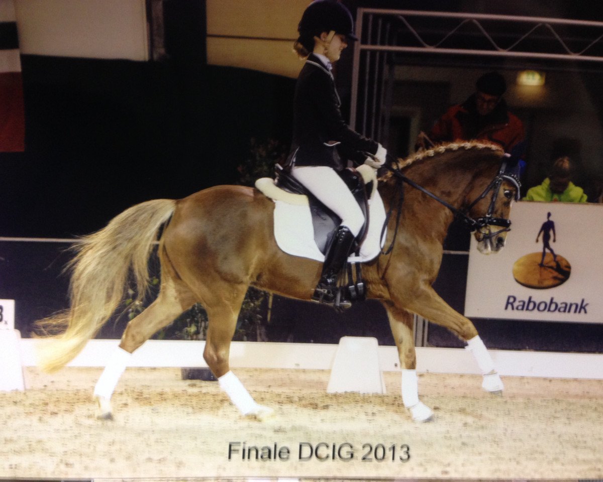 Pferd Gortenhoeve's Toscana (New-Forest-Pony, 1999, von Ashley Monarch)