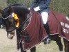 dressage horse Lester PiggottS (German Riding Pony, 2001, from Lateran)