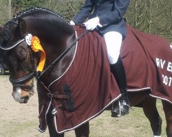 dressage horse Lester PiggottS (German Riding Pony, 2001, from Lateran)