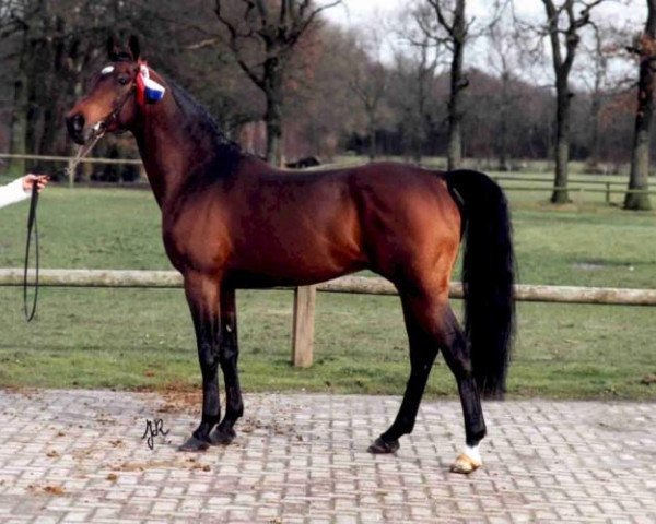 stallion Evenaar (Nederlands Rijpaarden en Pony, 1991, from El Beauty)