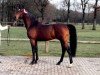 Deckhengst Evenaar (Nederlands Rijpaarden en Pony, 1991, von El Beauty)