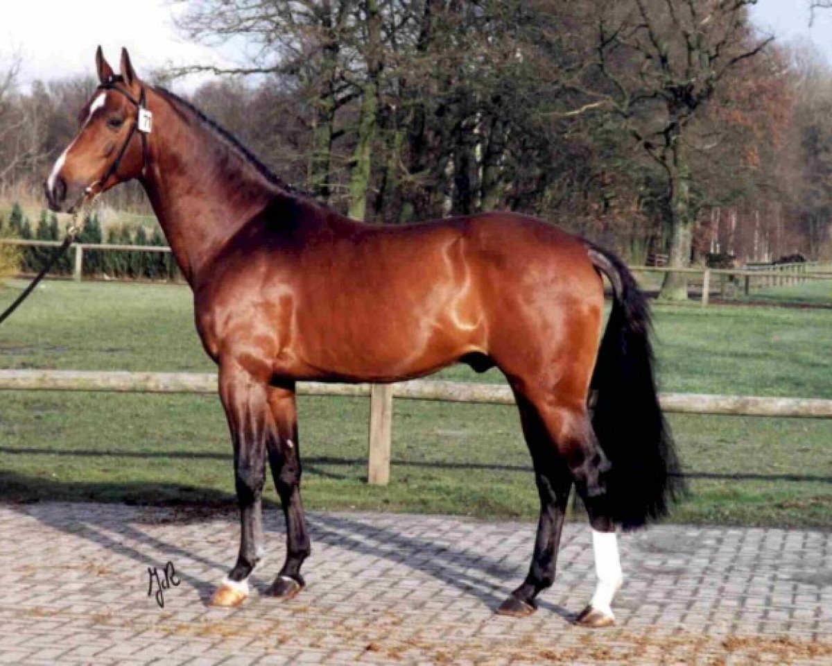 stallion Cassini (Nederlands Rijpaarden en Pony, 1992, from Concorde)