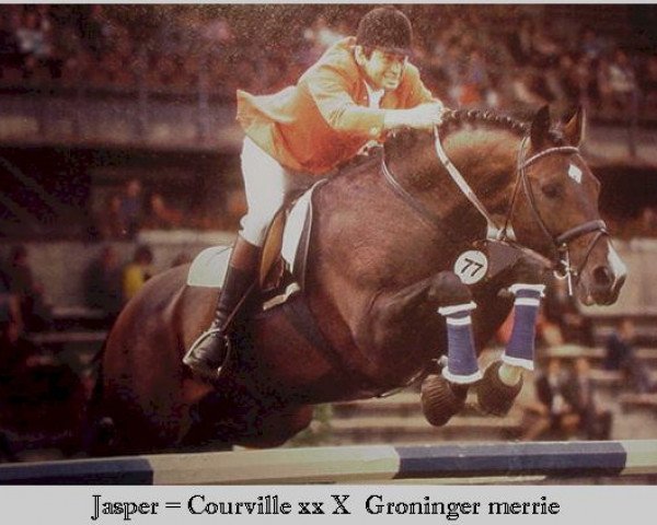 horse Jasper (Royal Warmblood Studbook of the Netherlands (KWPN), 1968, from Courville xx)