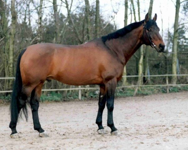 stallion Jasper's Egon (Nederlands Rijpaarden en Pony, 1986, from Jasper)