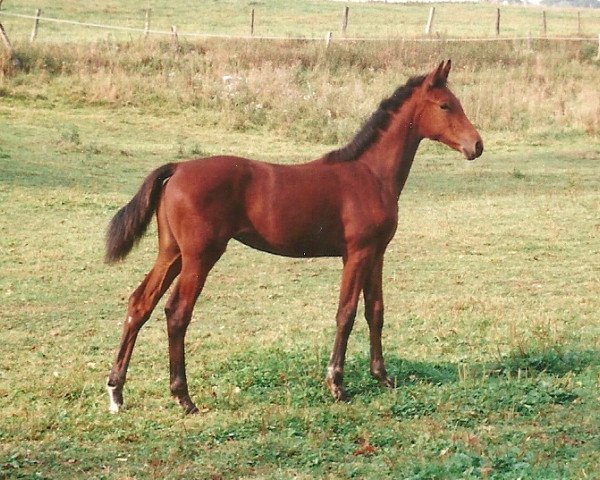 horse Relation 2 (Hessian Warmblood, 1999, from Rubin Star N)