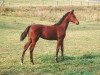 Pferd Relation 2 (Hessisches Warmblut, 1999, von Rubin Star N)