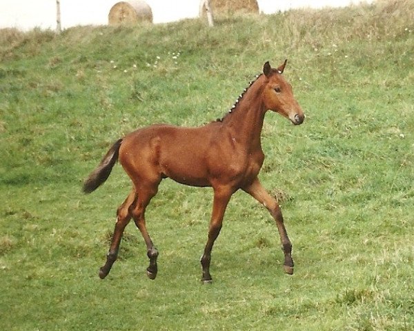 horse Lago Maggiore 24 (Hessian Warmblood, 1998, from Lone Star)