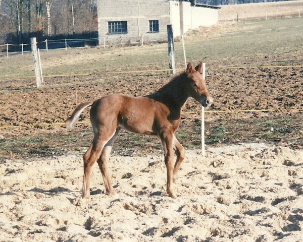 stallion Hengst von Lone Star (Hessian Warmblood, 1997, from Lone Star)