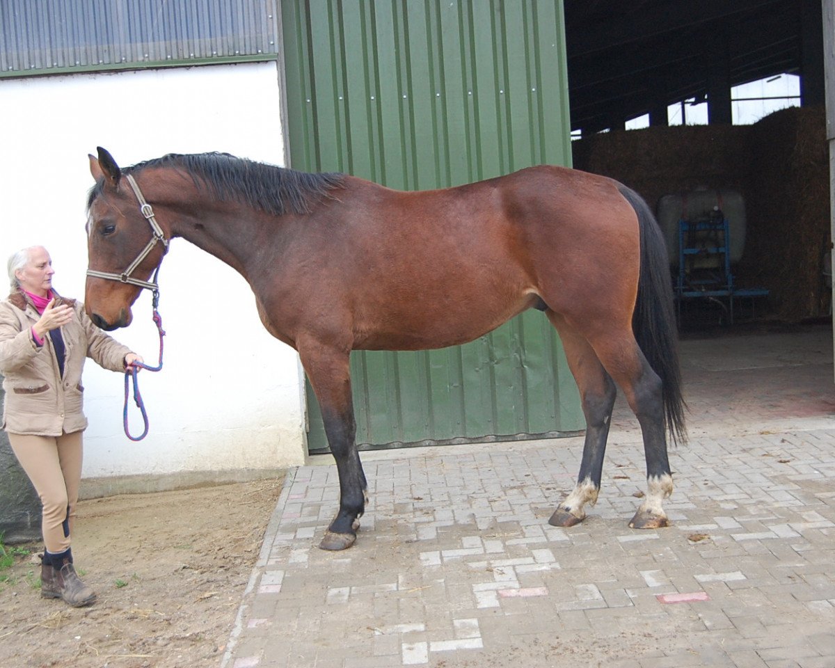 jumper Sp Quintero (Holsteiner, 2010, from Quintender 2)