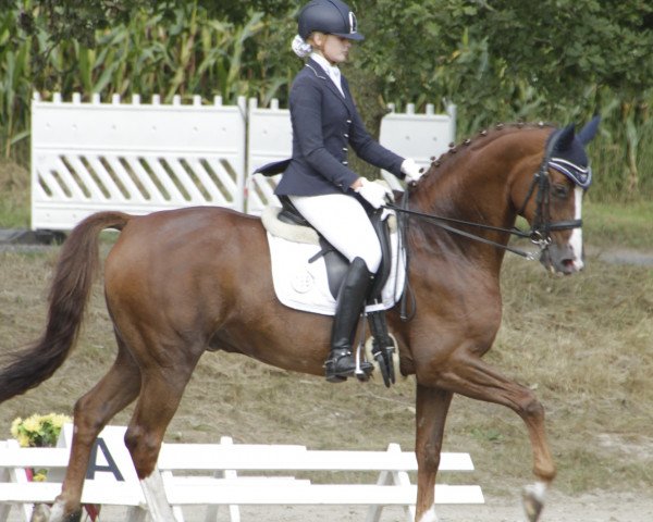 dressage horse Wilmots (Oldenburg, 1999, from Wolkentanz II)