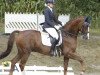 dressage horse Wilmots (Oldenburg, 1999, from Wolkentanz II)