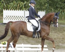 dressage horse Wilmots (Oldenburg, 1999, from Wolkentanz II)