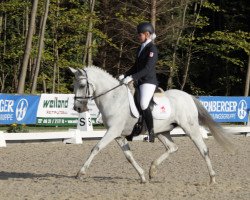 dressage horse Duke (German Riding Pony, 1994, from Deister)