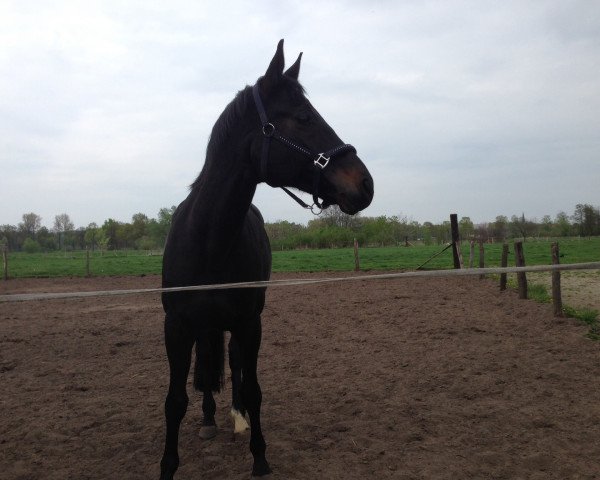 broodmare Roman Lady (Westphalian, 2002, from Rilke)