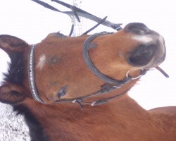 horse Kees (German Riding Pony, 2011)