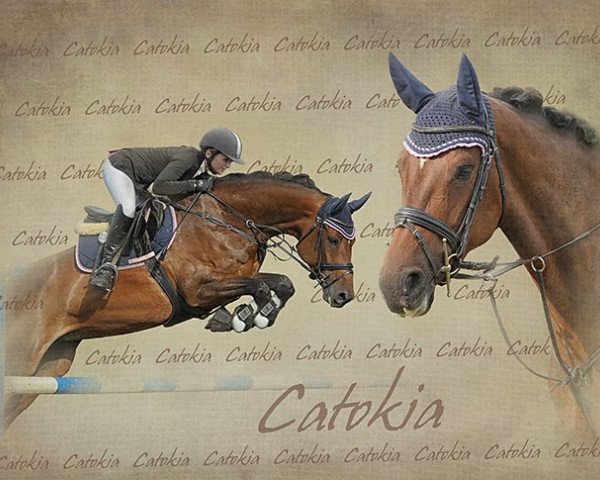 Zuchtstute Catokia 3 (Holsteiner, 2006, von Catoki)
