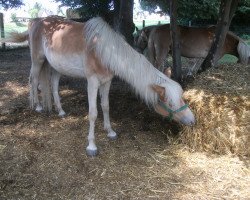 Zuchtstute Alina (Haflinger, 2011, von Amaryl (1,57% ox))