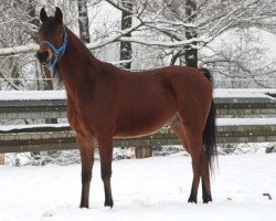 horse Windo ox (Arabian thoroughbred, 2012, from Albedo ox)