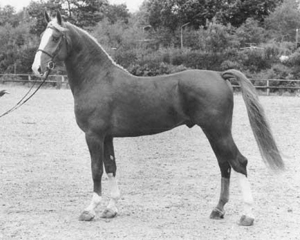 stallion Exponent (KWPN (Royal Dutch Sporthorse), 1986, from Wouter)
