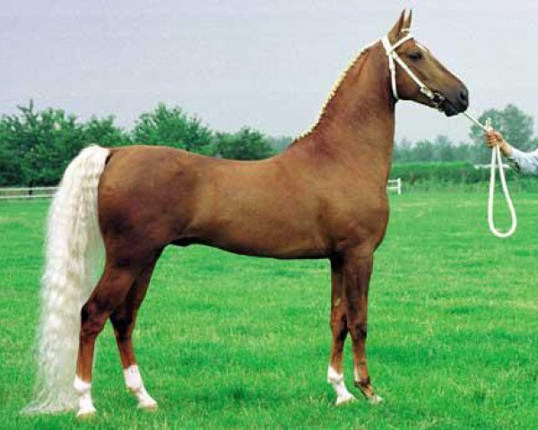 Deckhengst Holland's Golden Boy (American Saddlebred Horse, 1986, von Denmark's Pretender)