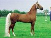 stallion Holland's Golden Boy (American Saddlebred Horse, 1986, from Denmark's Pretender)