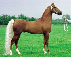 stallion Holland's Golden Boy (American Saddlebred Horse, 1986, from Denmark's Pretender)