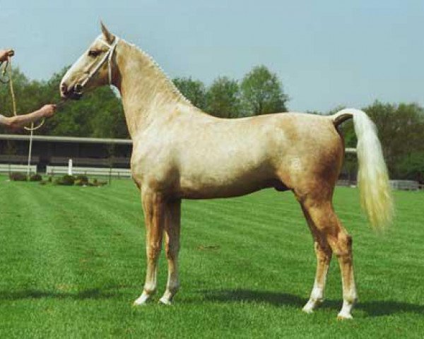 Deckhengst Modern (Koninklijk Warmbloed Paardenstamboek Nederland (KWPN), 1994, von Holland's Golden Boy)