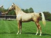 stallion Modern (KWPN (Royal Dutch Sporthorse), 1994, from Holland's Golden Boy)