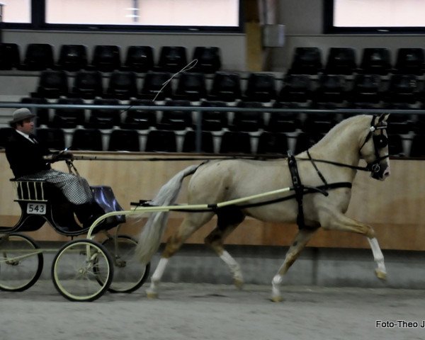 stallion Edmundo (KWPN (Royal Dutch Sporthorse), 2009, from Kartsevo Upperville)