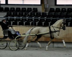 Deckhengst Edmundo (KWPN (Niederländisches Warmblut), 2009, von Kartsevo Upperville)