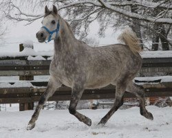 horse Gospel ox (Arabian thoroughbred, 2012, from Esparto ox)