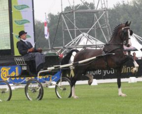 horse Patijn (Royal Warmblood Studbook of the Netherlands (KWPN), 1997, from Kolonel)
