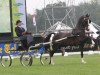 stallion Patijn (KWPN (Royal Dutch Sporthorse), 1997, from Kolonel)
