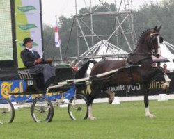 stallion Patijn (KWPN (Royal Dutch Sporthorse), 1997, from Kolonel)